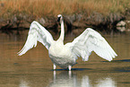 trumpeter swan