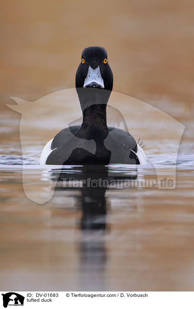 Reiherente / tufted duck / DV-01683