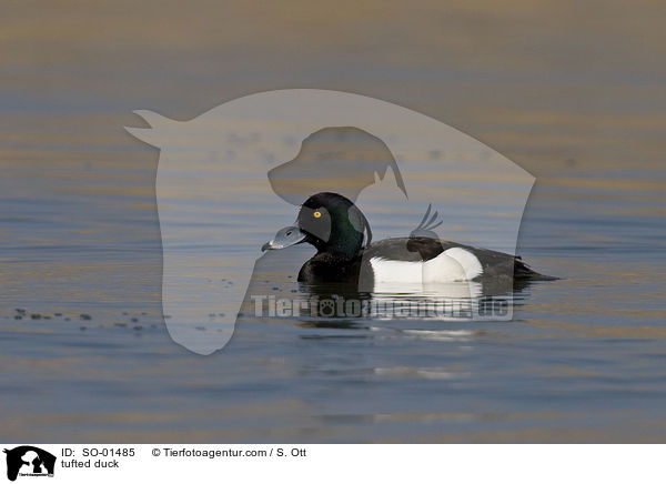Reiherente / tufted duck / SO-01485