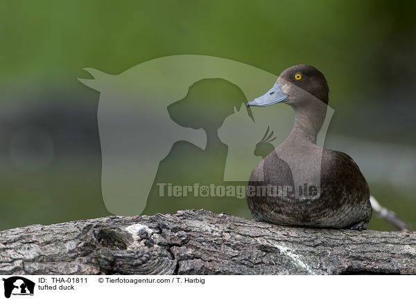 Reiherente / tufted duck / THA-01811