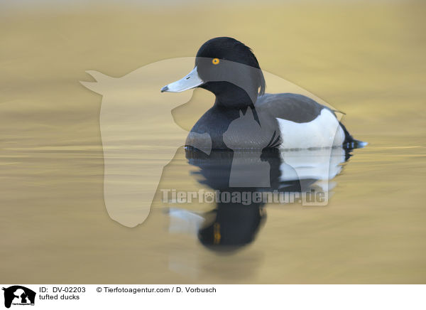 Reiherenten / tufted ducks / DV-02203