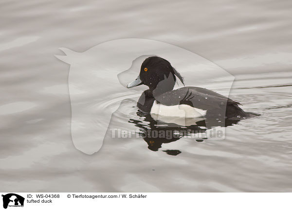 Reiherente / tufted duck / WS-04368