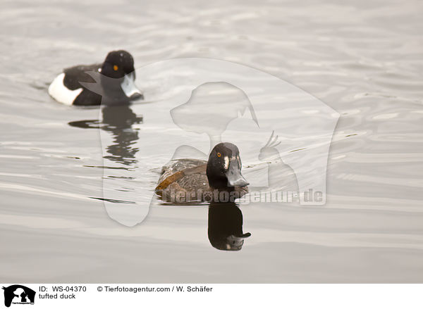 Reiherente / tufted duck / WS-04370