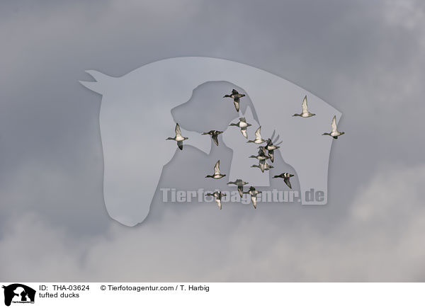 Reiherenten / tufted ducks / THA-03624