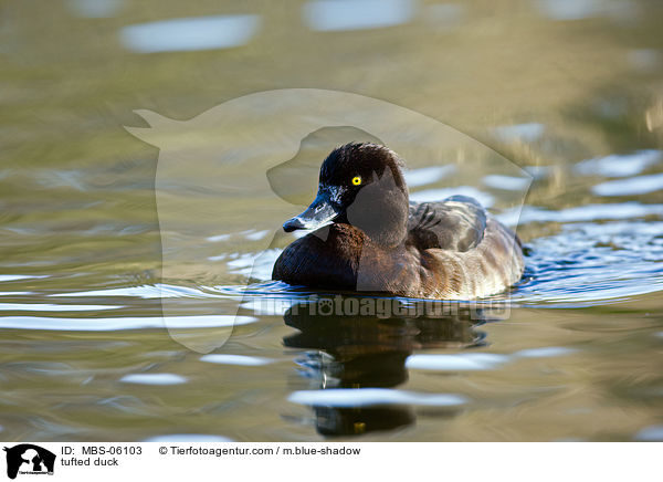 Reiherente / tufted duck / MBS-06103