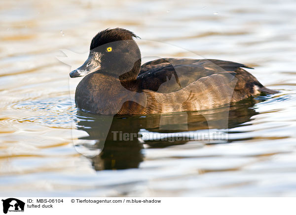 Reiherente / tufted duck / MBS-06104