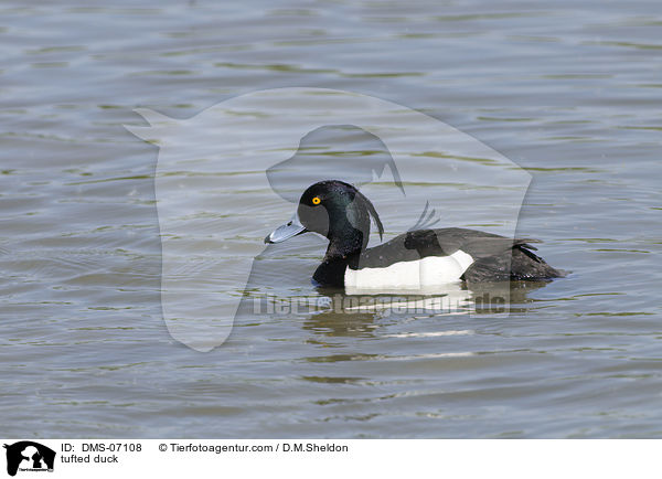 Reiherente / tufted duck / DMS-07108