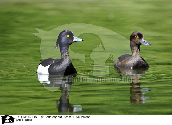 Reiherenten / tufted ducks / DMS-07116