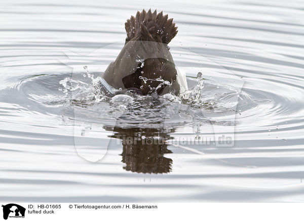 Reiherente / tufted duck / HB-01665