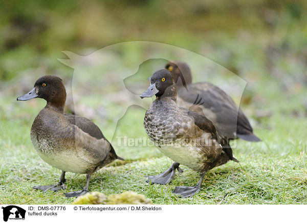 Reiherenten / tufted ducks / DMS-07776