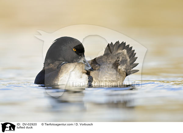 Reiherente / tufted duck / DV-02920