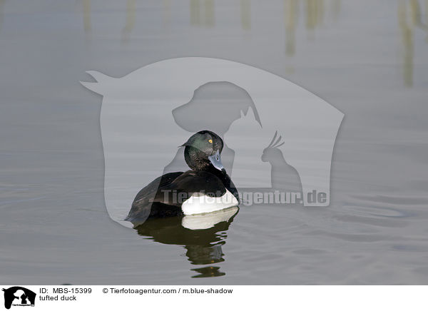 Reiherente / tufted duck / MBS-15399