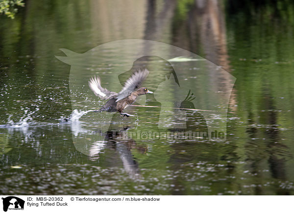 fliegende Reiherente / flying Tufted Duck / MBS-20362
