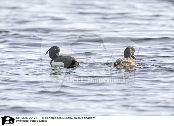 schwimmende Reiherenten / swimming Tufted Ducks / MBS-20421