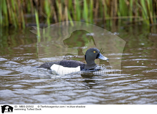 schwimmende Reiherente / swimming Tufted Duck / MBS-20502