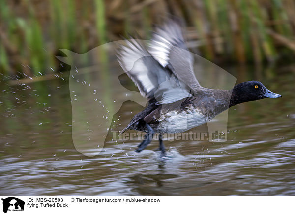 fliegende Reiherente / flying Tufted Duck / MBS-20503