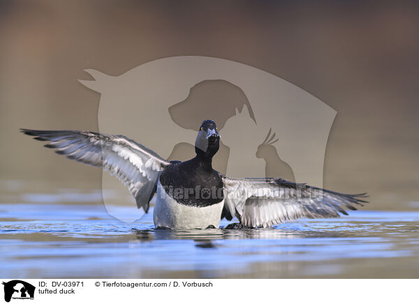 Reiherente / tufted duck / DV-03971