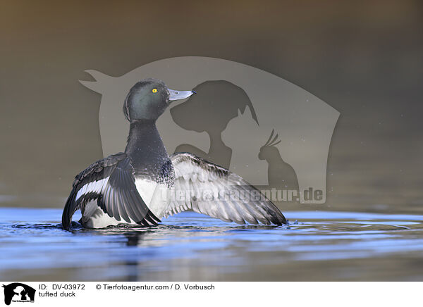 tufted duck / DV-03972