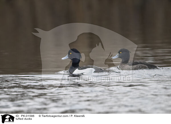 Reiherenten / tufted ducks / PK-01586
