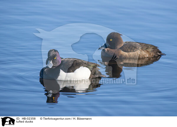 Reiherenten / tufted ducks / HB-02358