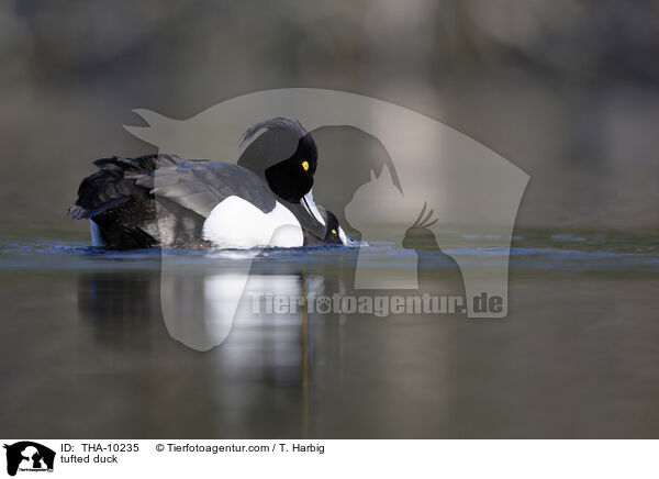 Reiherente / tufted duck / THA-10235