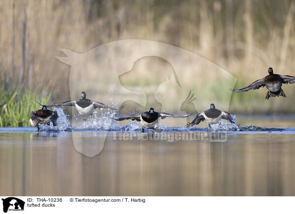 Reiherenten / tufted ducks / THA-10236