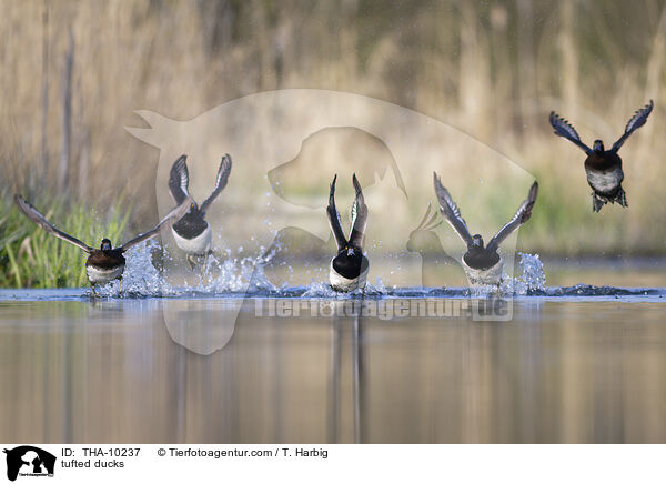Reiherenten / tufted ducks / THA-10237