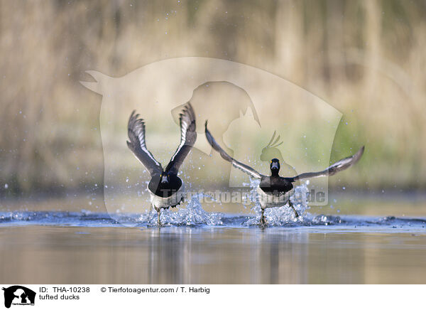 Reiherenten / tufted ducks / THA-10238