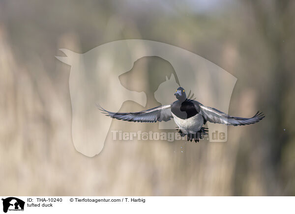 Reiherente / tufted duck / THA-10240