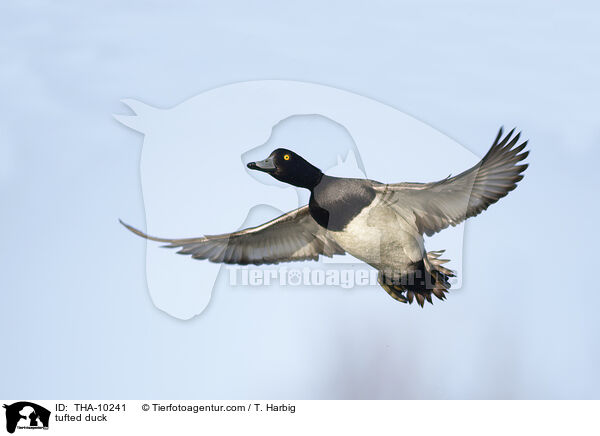 Reiherente / tufted duck / THA-10241