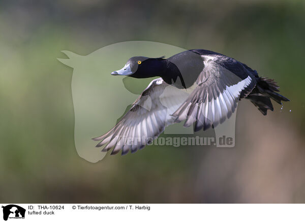 Reiherente / tufted duck / THA-10624