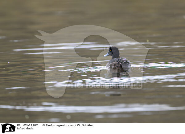 Reiherente / tufted duck / WS-11182