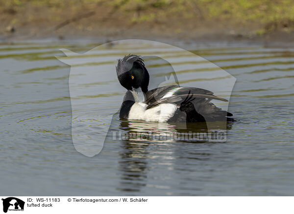 Reiherente / tufted duck / WS-11183