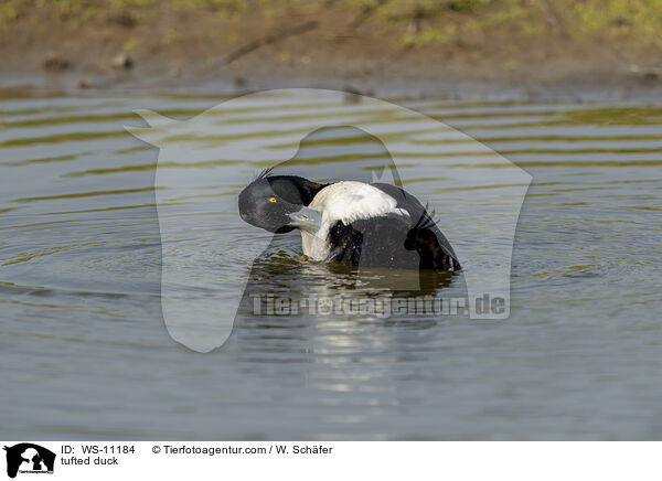 Reiherente / tufted duck / WS-11184