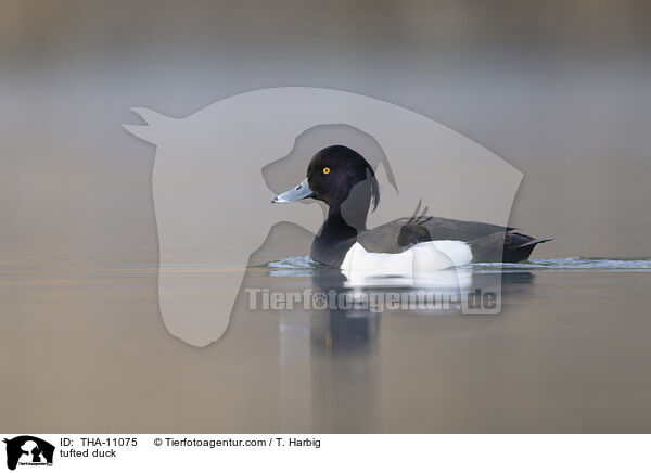 Reiherente / tufted duck / THA-11075