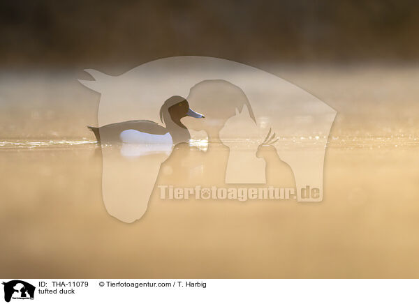 Reiherente / tufted duck / THA-11079