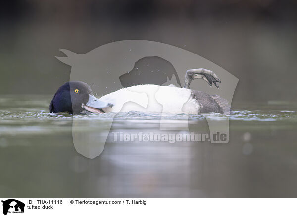 Reiherente / tufted duck / THA-11116
