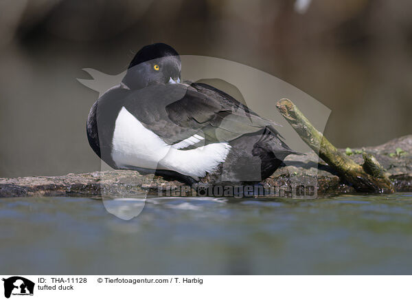 Reiherente / tufted duck / THA-11128