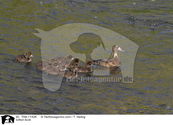 Reiherente / tufted duck / THA-11426