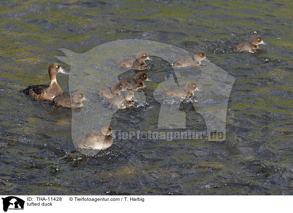 Reiherente / tufted duck / THA-11428