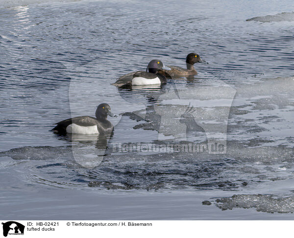 Reiherenten / tufted ducks / HB-02421