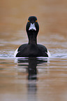 tufted duck