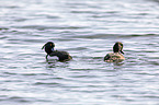 swimming Tufted Ducks