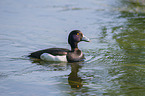 tufted duck