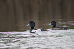 tufted ducks