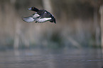 tufted duck