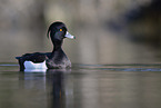 tufted duck