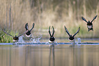 tufted ducks