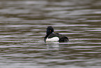 tufted duck