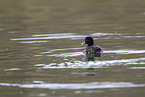 tufted duck